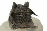 Amazing, Tower Eyed Erbenochile Trilobite - Morocco #241438-3